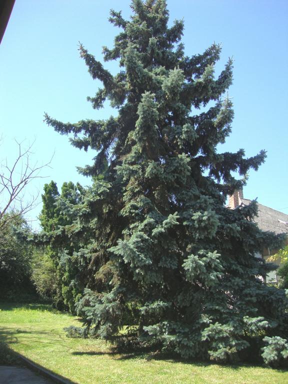 Ferienwohnung Gyongyvirag Vendeghaz Balatonboglár Exterior foto
